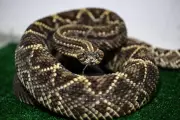 California's Snakebite Deaths Surge: Third Fatality in 2026 Sparks Alarm