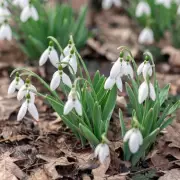 Carol Klein's Expert Trick for Growing Perfect Snowdrops Every Year