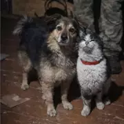 Cat and Dog Form Unlikely Friendship After Daring War Zone Rescue in Ukraine
