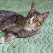 Cat Owner's £600 Vet Bill After Limping Pet Leads to Surprising Discovery