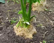 Celeriac: The Ugly Yet Abundant Vegetable You Can Sow Now