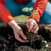 Cheap Plant Recommended by Expert for Natural Pest Control in Gardens