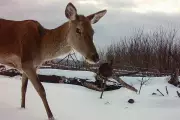 Chernobyl's Radioactive Wilderness: Wildlife Thrives Where Humans Cannot