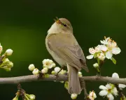 Chiffchaffs Arrive Early in Britain as Climate Crisis Alters Migration