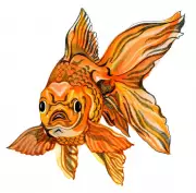 Children's Quiz: Can Fish Smell and the Meaning of 'Six-Seven'?