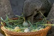 Chilean Zoo Hosts Annual Easter Egg Hunt for Animals, Not Children