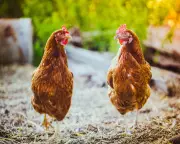 Chlorinated Chicken: UK Food Safety at Risk from US Imports