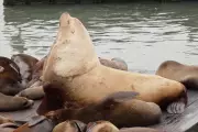 Chonkers the Giant Sea Lion Draws Crowds to San Francisco's Pier 39