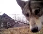 Chornobyl's Wildlife Thrives 40 Years After Nuclear Disaster Amid Pro-Nuclear Shift