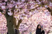 Climate Breakdown Extends Pollen Season in UK and Europe, Study Finds