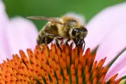 Climate Change Extends Europe's Pollen Season by Two Weeks, Fuels Health Crisis