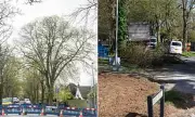 Climate Council Apologises After Felling Historic Lime Tree in Dorchester