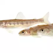 Cocaine Pollution Drives Salmon into Frenzy, Alters Wild Behaviour