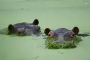 Colombia Divided Over Fate of Escobar's Hippos as Euthanasia Plan Looms