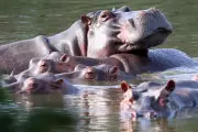 Colombia to Cull 80 Pablo Escobar Hippos Despite Conservation Outcry