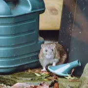Common Garden Bird Feeder Attracts Rats, Gardeners Warn