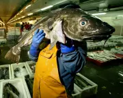 Consumers Urged to 'Completely Avoid' UK-Caught Cod Amid Population Plunge