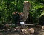 Contractor Behind Ancient London Oak Felling Identified as Ground Control