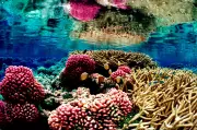 Coral Reefs Face Extinction: 2026 Must Be a Turning Point for Survival