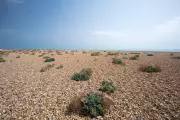 Country Diary 1976: Dungeness, a Desert of Diversity in Kent's Shingle Shore