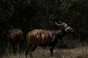 Critically Endangered Mountain Bongos Return to Kenya from Czech Zoo