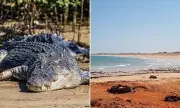 Crocodile Attack Turns Kimberley Camping Trip into Nightmare