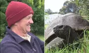 Crypto Scammer Fakes Death of 193-Year-Old Tortoise in Sinister Hoax