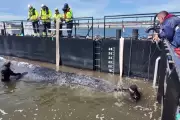 Daring Rescue of Stranded Whale Timmy Underway on German Baltic Coast