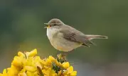 Dawn Chorus Fading: UK Bird Numbers Plummet, Scientists Warn