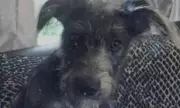 Deadly Dog Attack Reveals Surprising Breeds Behind Fatal Incidents