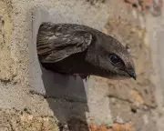 Derbyshire Swift Nest Blockade Sparks Outrage Amid Population Plunge