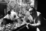 Desmond Morris, Zoologist and TV Star, Dies at 98 After Lifetime of Discovery