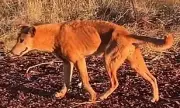 Dingo Attacks Hospitalise Four-Year-Old and Others in WA Campground