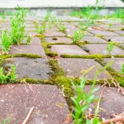 Ditch Pressure Washers: Kitchen Soap Eliminates Patio Moss Permanently