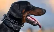 Dog Attacks Linked to Owner and Environment, Not Breed, Study Finds