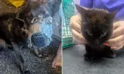 Dog Dies After Muzzle Permanently Taped to Face, Owner Banned from Pets