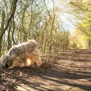 Dog Law Extended to Roads and Paths, Owners Face Unlimited Fines