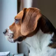 Dog Missing for Five Years Reunited with Owner After Microchip Discovery