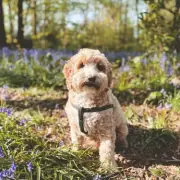 Dog Owners Alert: Bluebell Toxicity Threatens Canine Health This Spring