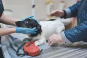 Dog Owners Often Miss Subtle Signs of Pet Pain, New Study Reveals