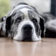 Dog Trainer Lists Three Breeds to Avoid, Including One That Can 'Kill Wolves'