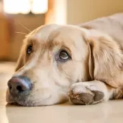 Dog Trainer Reveals 4 Key Signs Your Pet May Be Unhappy or Stressed