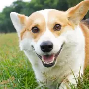 Dog's Adorable Reaction to Hearing His Favourite Word Goes Viral