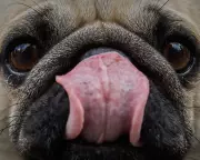Dogs' Brains Began Shrinking at Least 5,000 Years Ago, Study Finds
