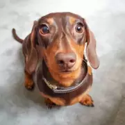 Dog's Heartwarming Reaction to George Michael's Careless Whisper Goes Viral