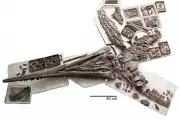 Dolphin-Like Sea Monster Fossils Found in Germany