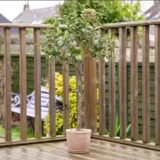 Dunelm's Realistic Faux Olive Tree Drops to £55, Transforming Gardens