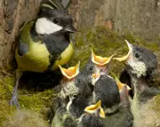 Earliest Spring on Record in UK: Birds, Butterflies, and Flowers Bloom Early