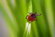 Early Tick Season Sparks Concern Over Disease Risk in US