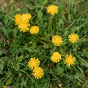 Eliminate Dandelions Without Digging Using One Gardener-Favourite Product